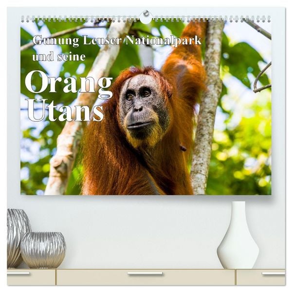 Produktbild: Gunung Leuser Nationalpark und seine Orang Utans (hochwertiger Premium Wandkalender 2026 DIN A2 quer), Kunstdruck in Hochglanz