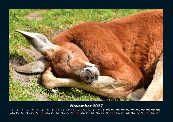 Produktbild: Tierkalender 2027 Fotokalender DIN A4