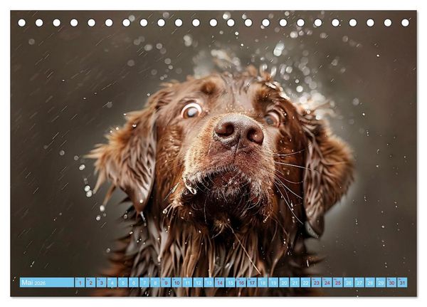 Produktbild: Hunde und Wasser (Tischkalender 2026 DIN A5 quer), CALVENDO Monatskalender
