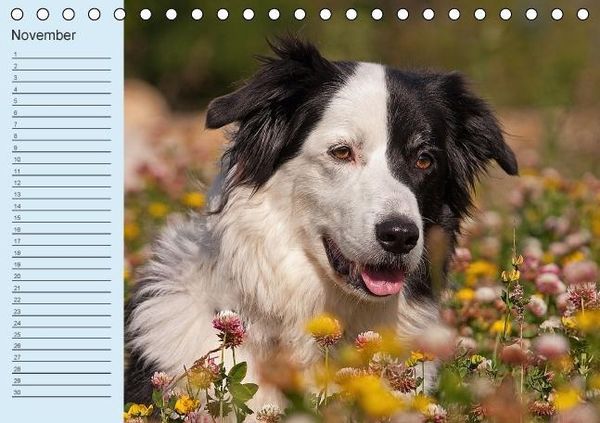 Produktbild: Der Border Collie Geburtstagskalender (Tischkalender immerw&auml;hrend DIN A5 quer)