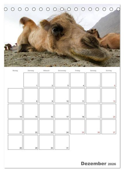 Produktbild: Kamel Portr&auml;t (Tischkalender 2026 DIN A5 hoch), CALVENDO Monatskalender