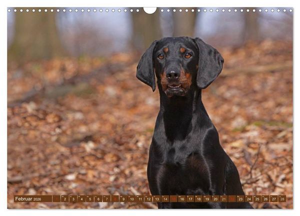 Produktbild: Brandlbracken (Wandkalender 2026 DIN A3 quer), CALVENDO Monatskalender