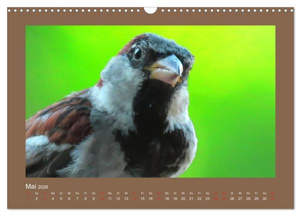 Produktbild: Vogelportr&auml;ts - Heimische V&ouml;gel auf meinem Balkon (Wandkalender 2026 DIN A3 quer), CALVENDO Monatskalender