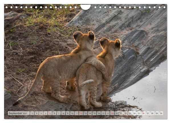 Produktbild: Emotionale Momente: Liebenswerte L&ouml;wenbabys / CH-Version (Wandkalender 2027 DIN A4 quer), CALVENDO Monatskalender