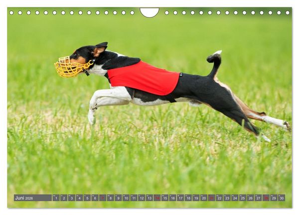 Produktbild: Eine Reise in die Welt der Basenjis (Wandkalender 2026 DIN A4 quer), CALVENDO Monatskalender