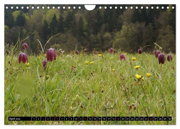 Produktbild: Die Schachbrettblume (Wandkalender 2026 DIN A4 quer), CALVENDO Monatskalender