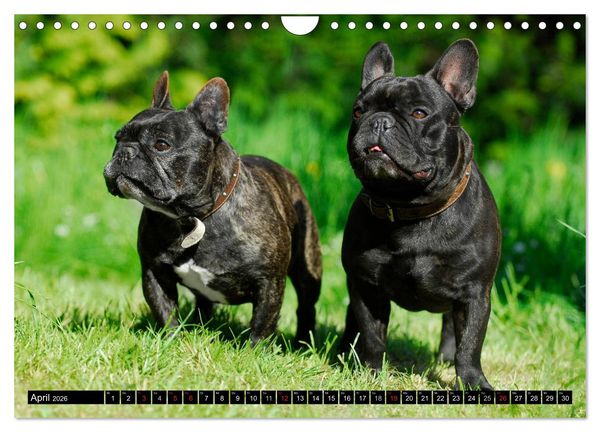 Produktbild: Franz&ouml;sische Bulldogge - Clown auf 4 Pfoten (Wandkalender 2026 DIN A4 quer), CALVENDO Monatskalender