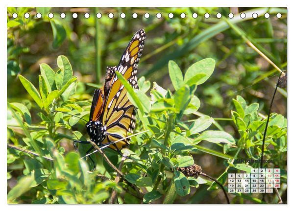 Produktbild: Kanadas charmante Kleintiere - Bezaubernde Einblicke in die Natur (Tischkalender 2026 DIN A5 quer), CALVENDO Monatskalender