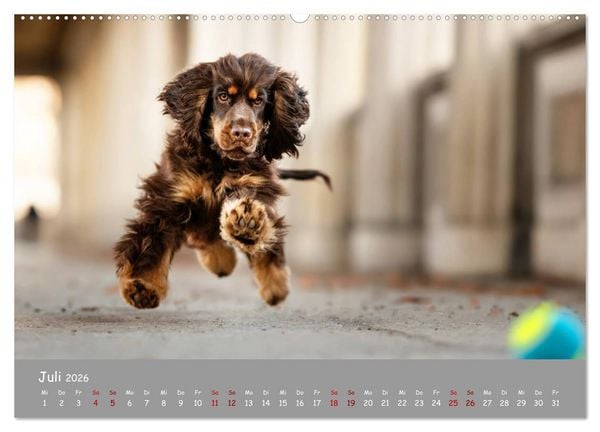 Produktbild: Elvis ein Engl. Cocker Spaniel wird Gro&szlig; (Wandkalender 2026 DIN A2 quer), CALVENDO Monatskalender
