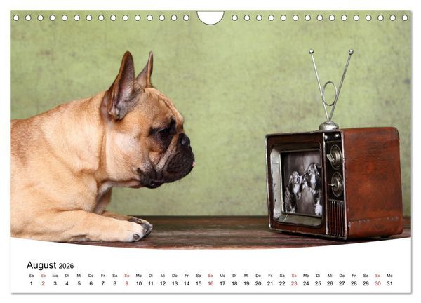 Produktbild: Bullys - Franz&ouml;sische Bulldoggen 2026 (Wandkalender 2026 DIN A4 quer), CALVENDO Monatskalender
