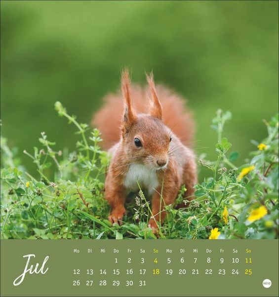 Produktbild: Eichh&ouml;rnchen Postkartenkalender 2027