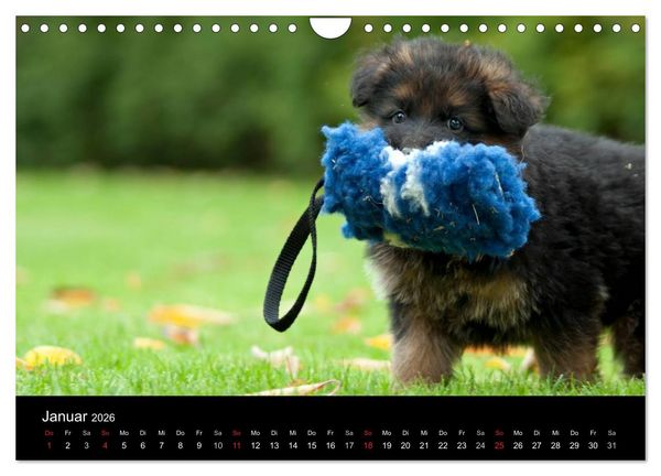 Produktbild: Deutscher Sch&auml;ferhund - Welpen (Wandkalender 2026 DIN A4 quer), CALVENDO Monatskalender