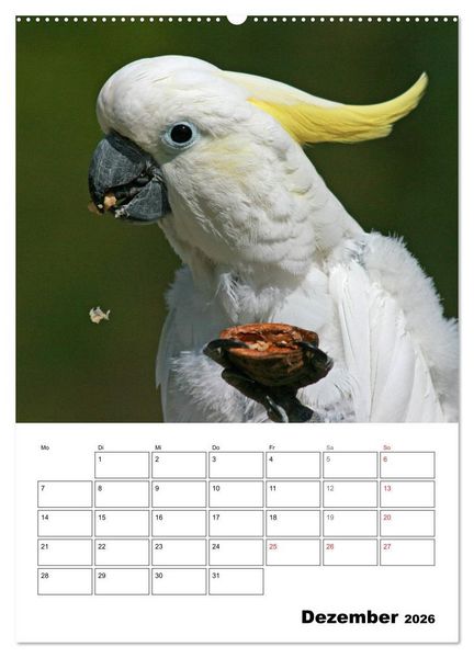 Produktbild: Papageien - Graupapagei, Rosella und Co. (hochwertiger Premium Wandkalender 2026 DIN A2 hoch), Kunstdruck in Hochglanz