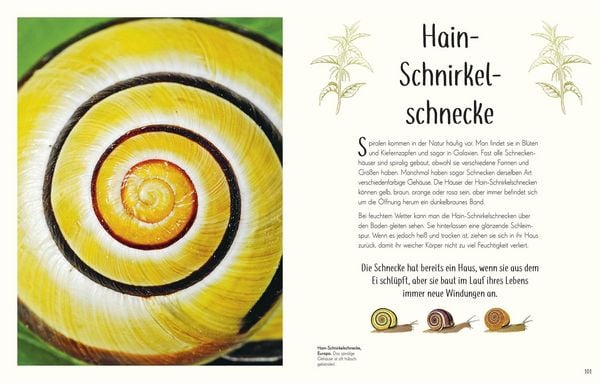 Produktbild: Wundervolle Welt der Insekten und Spinnentiere