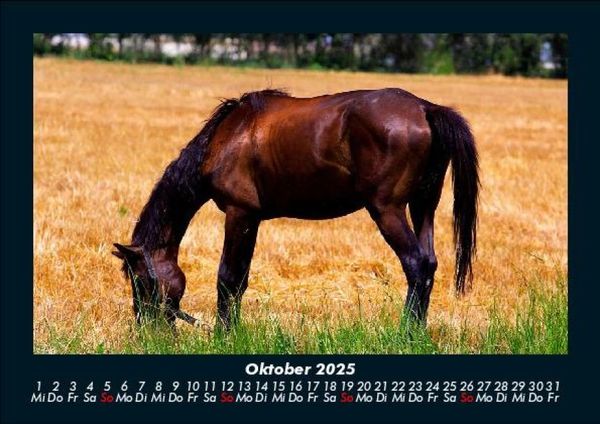 Produktbild: Die Welt der Pferde 2025 Fotokalender DIN A5