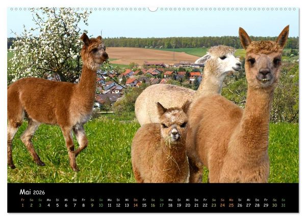 Produktbild: Alpakas zum Verlieben (Wandkalender 2026 DIN A2 quer), CALVENDO Monatskalender