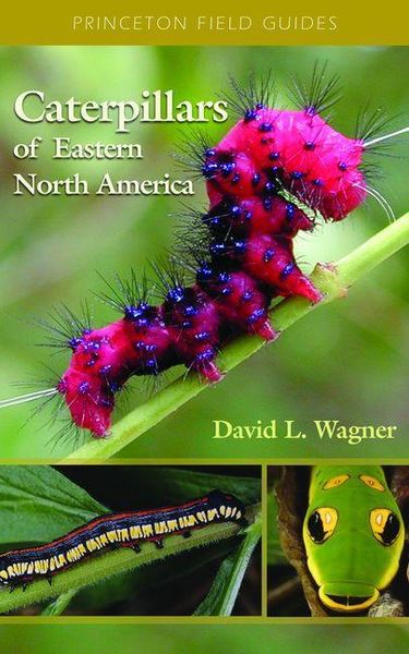 Produktbild: Caterpillars of Eastern North America