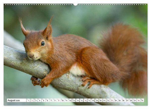 Produktbild: Eichh&ouml;rnchen im K&ouml;niglichen Garten (Wandkalender 2026 DIN A2 quer), CALVENDO Monatskalender