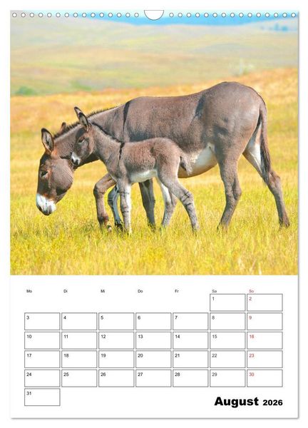 Produktbild: S&uuml;&szlig;e Esel. Langohren zum Verlieben (Wandkalender 2026 DIN A3 hoch), CALVENDO Monatskalender