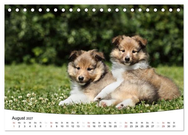 Produktbild: Welpen - Puppies (Tischkalender 2027 DIN A5 quer), CALVENDO Monatskalender