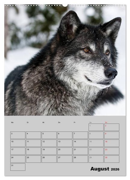 Produktbild: Wolf-Gesichter (Wandkalender 2026 DIN A2 hoch), CALVENDO Monatskalender