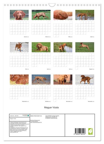 Produktbild: Magyar Vizsla (Wandkalender 2026 DIN A3 hoch), CALVENDO Monatskalender