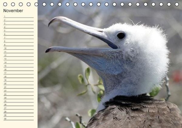Produktbild: Gal&aacute;pagos Geburtstagskalender (Tischkalender immerw&auml;hrend DIN A5 quer)