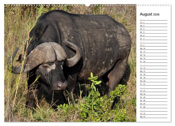 Produktbild: S&uuml;dafrika - Big 5 und mehr (hochwertiger Premium Wandkalender 2026 DIN A2 quer), Kunstdruck in Hochglanz