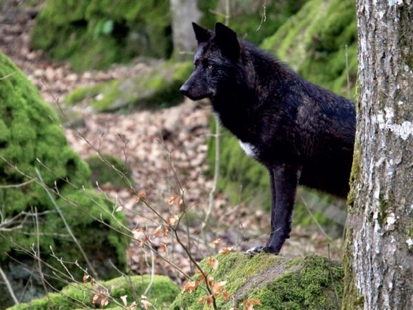 Produktbild: CALVENDO Puzzle Wolf - Timberwolf | 1000 Teile Lege-Gr&ouml;&szlig;e 64x48cm Foto-Puzzle f&uuml;r gl&uuml;ckliche Stunden