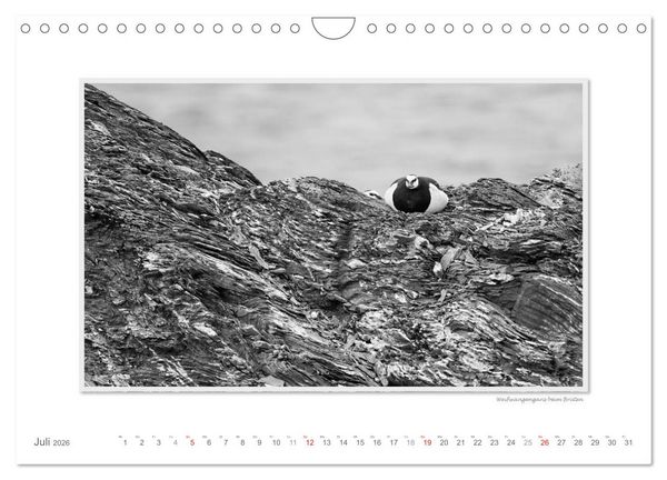 Produktbild: Spitzbergen Svalbard (Wandkalender 2026 DIN A4 quer), CALVENDO Monatskalender