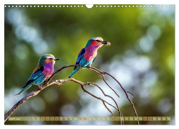 Produktbild: Namibias faszinierende Tierwelt (Wandkalender 2026 DIN A3 quer), CALVENDO Monatskalender