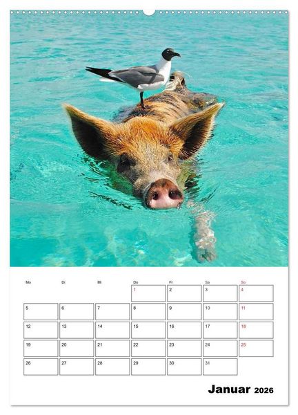 Produktbild: Schweine auf den Bahamas! (hochwertiger Premium Wandkalender 2026 DIN A2 hoch), Kunstdruck in Hochglanz