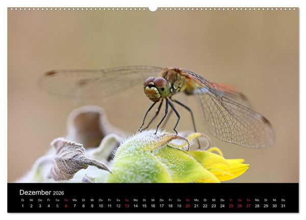 Produktbild: Makro-Kalender 2026 (Wandkalender 2026 DIN A2 quer), CALVENDO Monatskalender