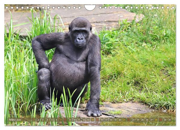 Produktbild: Flachlandgorillas in Apenheul (Wandkalender 2026 DIN A4 quer), CALVENDO Monatskalender