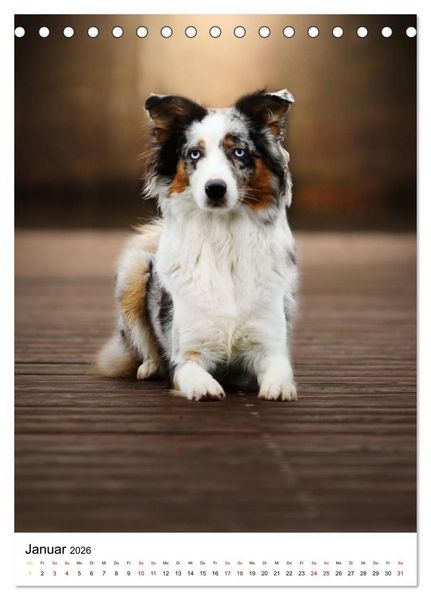 Produktbild: Australian Shepherd - Beste Freunde (Tischkalender 2026 DIN A5 hoch), CALVENDO Monatskalender