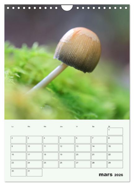 Produktbild: Champignons magiques - Beaut&eacute;s &eacute;ph&eacute;m&egrave;res (Calendrier mural 2026 DIN A4 horizontal), CALVENDO calendrier mensuel