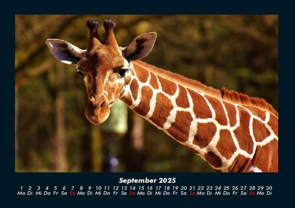 Produktbild: Giraffen 2025 Fotokalender DIN A4
