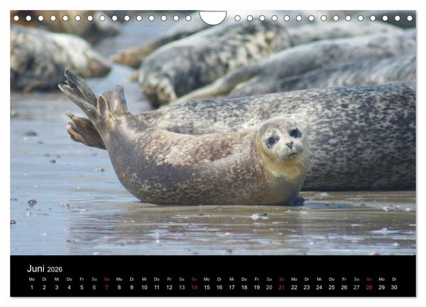 Produktbild: Verspielte Robben (Wandkalender 2026 DIN A4 quer), CALVENDO Monatskalender