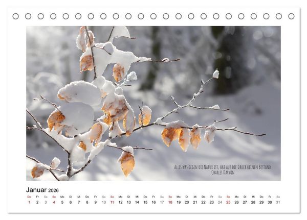Produktbild: Bl&auml;tterreigen (Tischkalender 2026 DIN A5 quer), CALVENDO Monatskalender