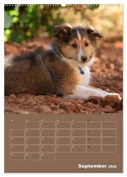Produktbild: SHELTIES Herzensbrecher auf 4 Pfoten (Wandkalender 2026 DIN A2 hoch), CALVENDO Monatskalender