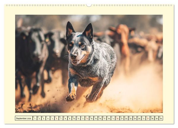 Produktbild: Australian Cattle Dogs. Echte Cowboys und Helden der Farm (hochwertiger Premium Wandkalender 2026 DIN A2 quer), Kunstdruck in Hochglanz