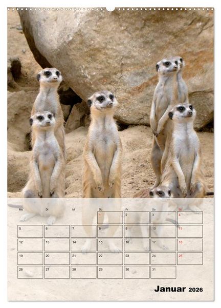Produktbild: Erdm&auml;nnchen - Afrikas liebenswerte Zwerge (hochwertiger Premium Wandkalender 2026 DIN A2 hoch), Kunstdruck in Hochglanz