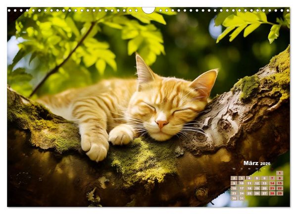 Produktbild: Lieblingsschlafpl&auml;tze (Wandkalender 2026 DIN A3 quer), CALVENDO Monatskalender