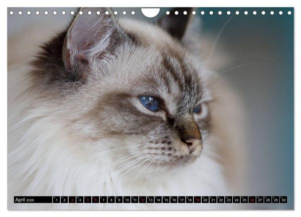 Produktbild: Heilige Birma Katzenkalender (Wandkalender 2026 DIN A4 quer), CALVENDO Monatskalender