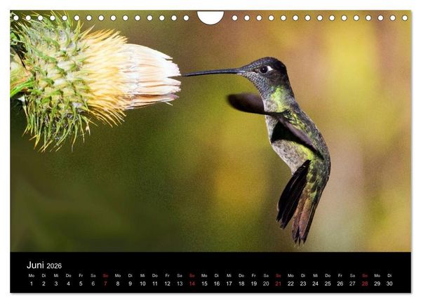Produktbild: Der Kolibrikalender (Wandkalender 2026 DIN A4 quer), CALVENDO Monatskalender