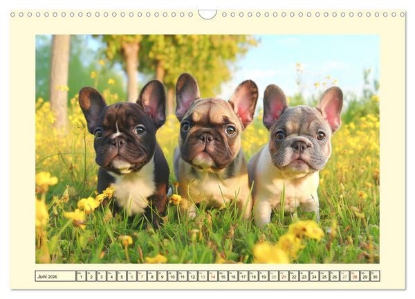 Produktbild: Fledermaus Alarm. Franz&ouml;siche Bulldoggen in der Natur (Wandkalender 2026 DIN A3 quer), CALVENDO Monatskalender