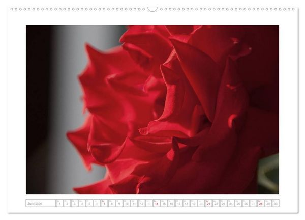 Produktbild: Rosen Schleswig-Holsteins (Wandkalender 2026 DIN A2 quer), CALVENDO Monatskalender