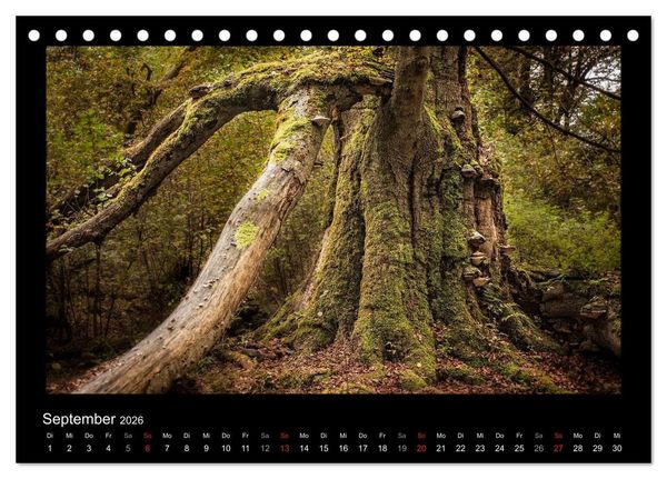 Produktbild: M&auml;rchenhafter Reinhardswald und Urwald Sababurg (Tischkalender 2026 DIN A5 quer), CALVENDO Monatskalender