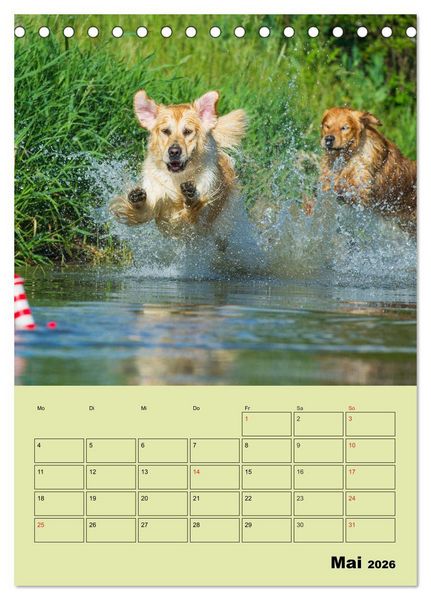 Produktbild: Jahresplaner Golden Retriever (Tischkalender 2026 DIN A5 hoch), CALVENDO Monatskalender