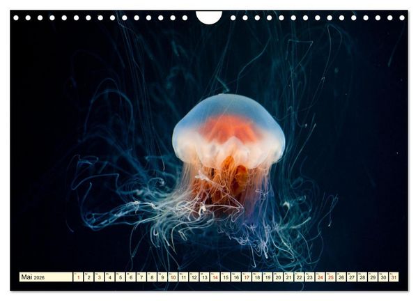 Produktbild: Farbenfrohes Leben im Korallenriff (Wandkalender 2026 DIN A4 quer), CALVENDO Monatskalender